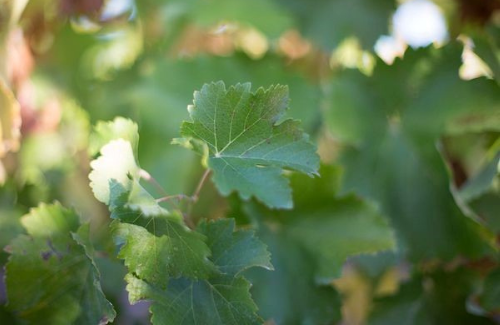 A Look at Muscat Canelli