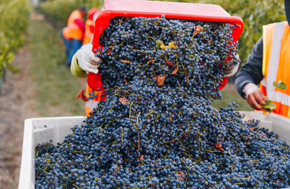 Beaulieu Vineyard 2022 Harvest