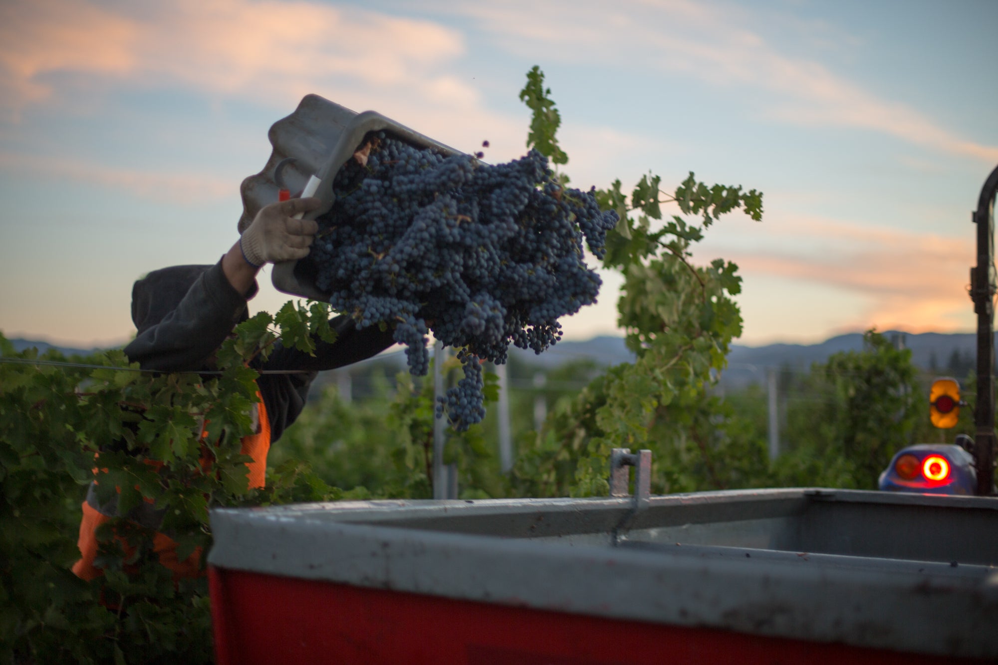 2021 Maestro Beaurouge – Beaulieu Vineyard