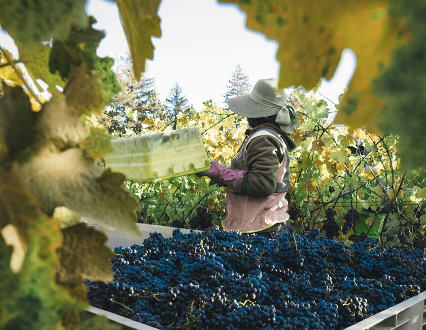 Bin of Grape Clusters in Beaulieu Vineyard