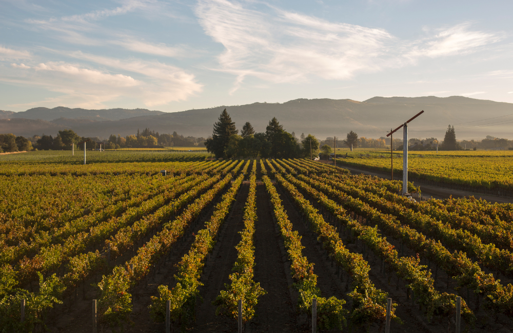 Current BV Winemaker Trevor Durling
