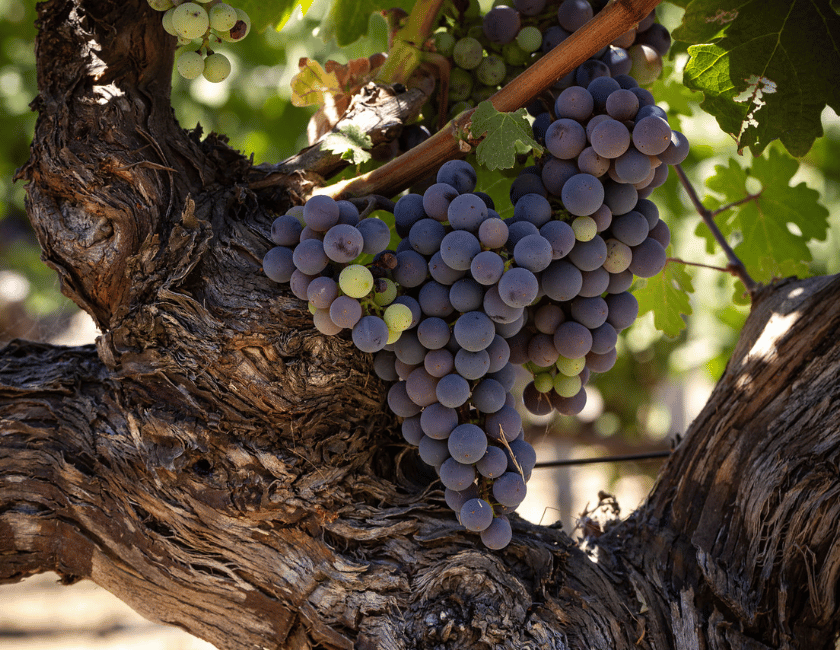 Beaulieu Vineyard 