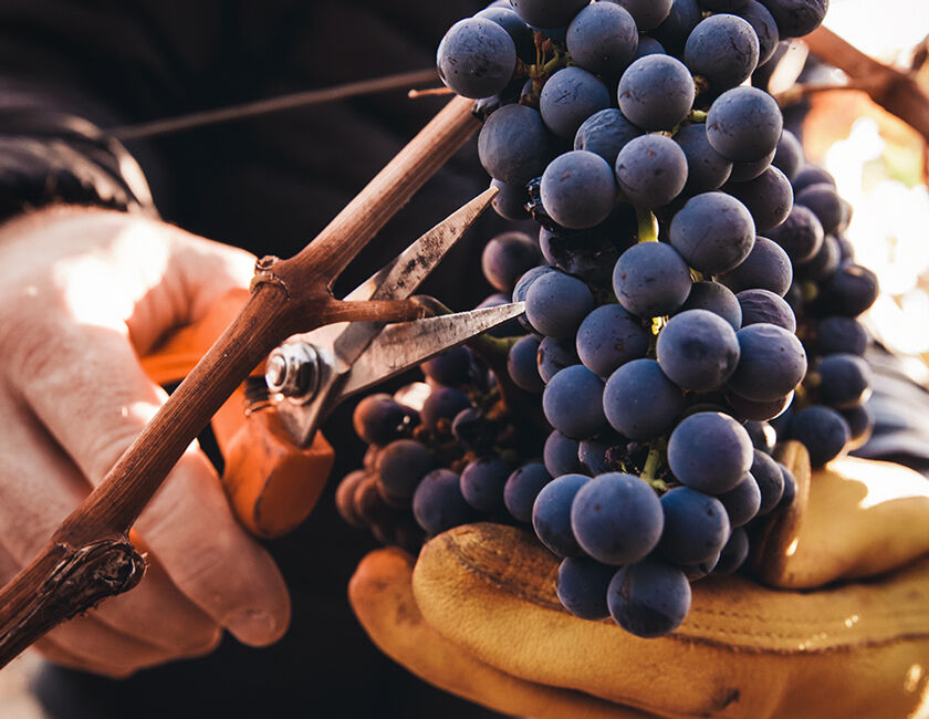 Harvesting Grape Cluster from BV Ranches