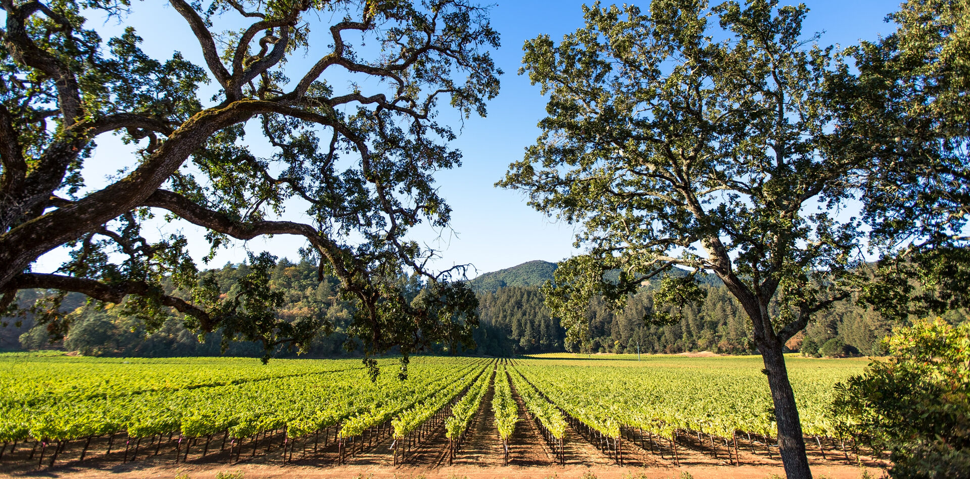 Hewitt Vineyard in Rutherford