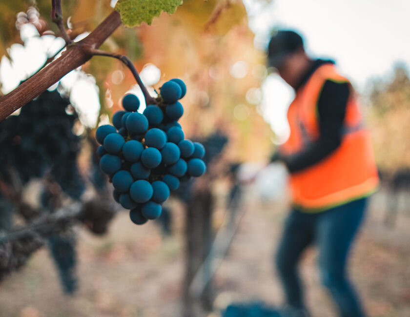 Harvesting BV Grape Clusters