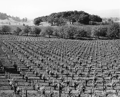 BV Historical VIneyard