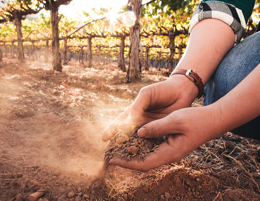 Soil of Rutherford Vineyard