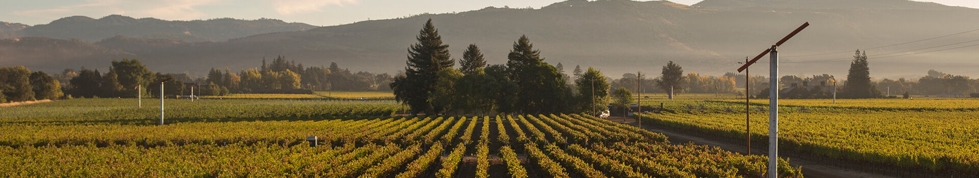 BV Vineyard Landscape