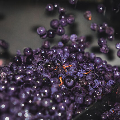 Grapes During Harvest