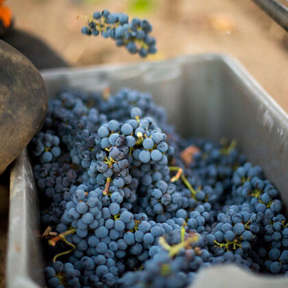 Bin of Grape Clusters During Beaulieu Vineyard Harvest