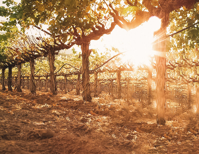 Soil of Beaulieu Vineyard