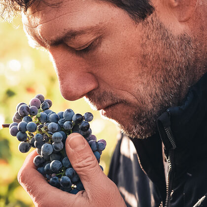 Cluster of Grapes During Harvest