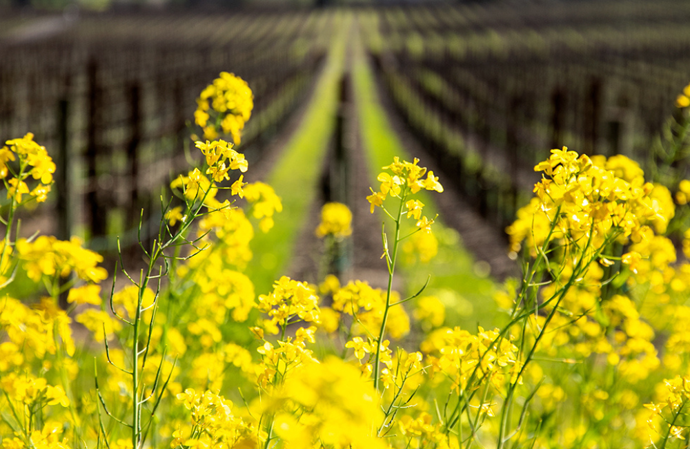 Harvest at BV