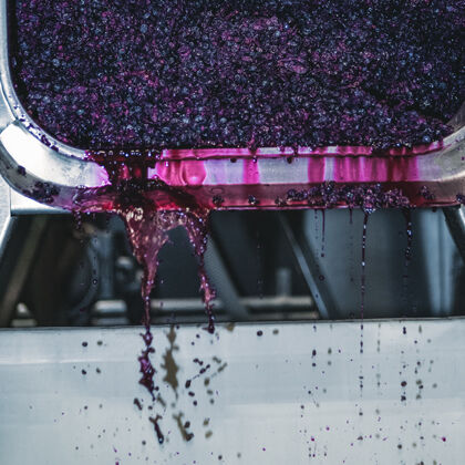 Pressing Grapes During Harvest