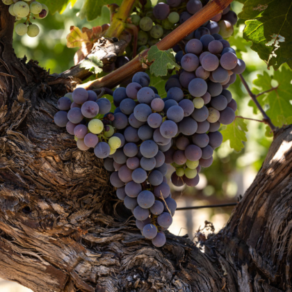 grape cluster