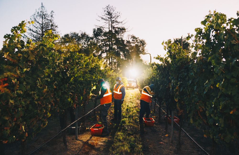 Harvest at BV