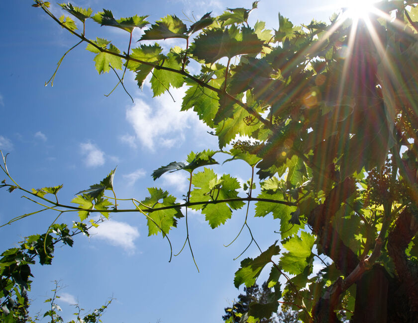 Looking Up at Vines in Beaulieu Vineyard Ranch No. 10