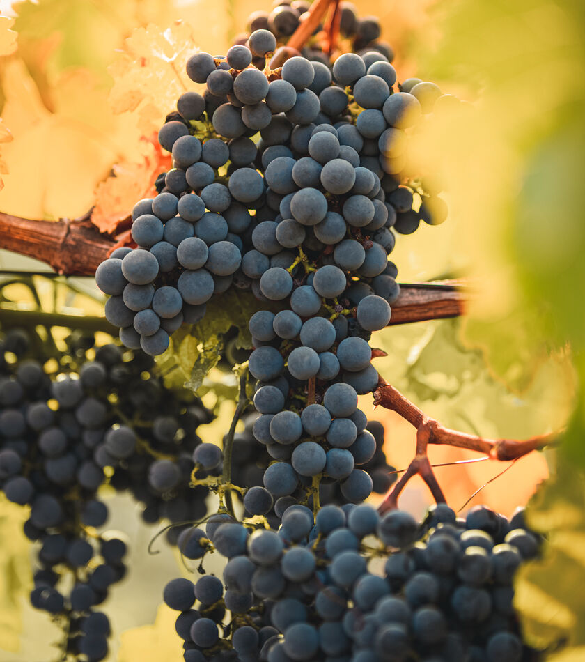 Grape Cluster on Vine in Beaulieu Vineyard Ranch No. 2