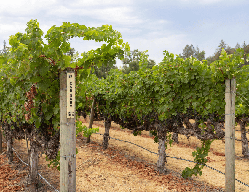 Beaulieu Vineyards Cabernet Sauvignon