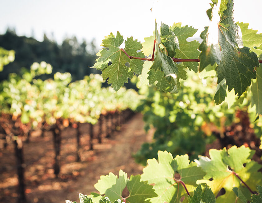 Leaves of BV Vineyard