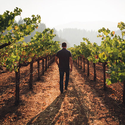 Walking Through Row of Beaulieu Vineyard